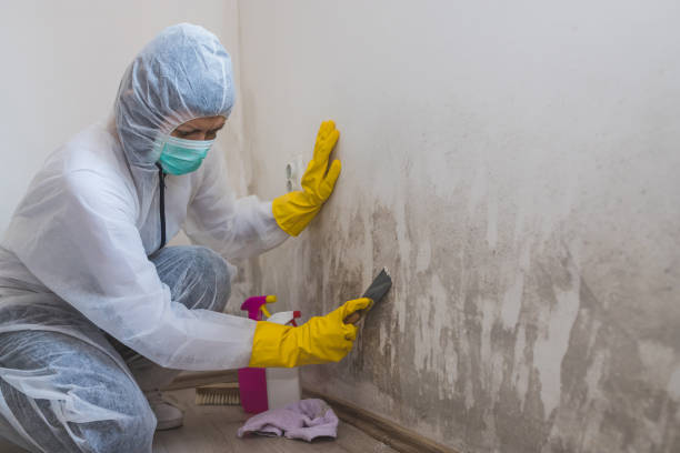 Mold Odor Removal Services in Inglenook, CT